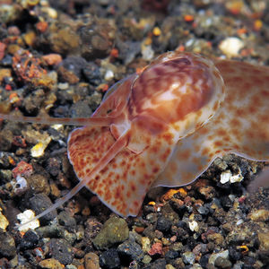 Notocochlis gualtieriana 印度尼西亚 Indonesia , 巴厘岛 Bali , 艾湄湾 Amed Bay @LazyDiving.com 潜��水时光