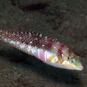 Halichoeres nebulosus Halichoeres nebulosus 印度尼西亚 Indonesia , 巴厘岛 Bali , 图蓝本 Tulamben @LazyDiving.com 潜水时光