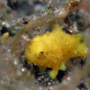 Nudiantennarius subteres 印度尼西亚 Indonesia , 巴厘岛 Bali , 艾湄湾 Amed Bay @LazyDiving.com 潜水时光