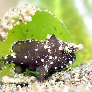 Nudiantennarius subteres 印度尼西亚 Indonesia , 巴厘岛 Bali , 艾湄湾 Amed Bay @LazyDiving.com 潜水时光