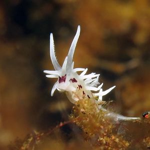 Bermudella brunneomaculata 印度尼西亚 Indonesia , 巴厘岛 Bali , 图蓝本 Tulamben @LazyDiving.com 潜水时光