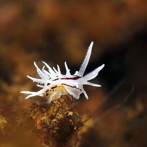 Okenia brunneomaculata Okenia brunneomaculata 隅海蛞蝓 Indonesia 印度尼西亚 Bali 巴厘岛 Tulamben 图蓝本 @LazyDiving.com 潜水时光