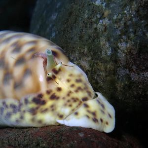 Oliva annulata Oliva annulata Indonesia 印度尼西亚 Bali 巴厘岛 Tulamben 图蓝本 @LazyDiving.com 潜水时光