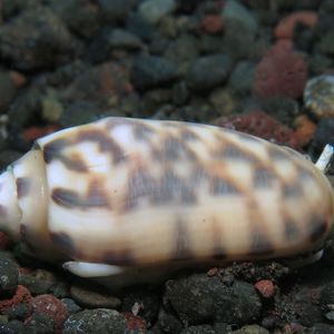 Oliva annulata Oliva annulata Indonesia 印度尼西亚 Bali 巴厘岛 Tulamben 图蓝本 @LazyDiving.com 潜水时光