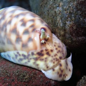 Oliva annulata Oliva annulata Indonesia 印度尼西亚 Bali 巴厘岛 Tulamben 图蓝本 @LazyDiving.com 潜水时光