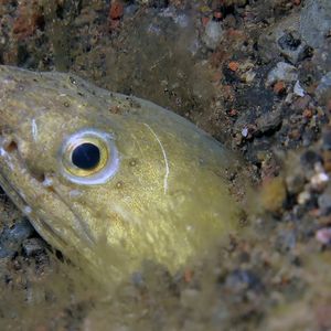 Ophichthus altipennis 印度尼西亚 Indonesia , 巴厘岛 Bali , �艾湄湾 Amed Bay @LazyDiving.com 潜水时光