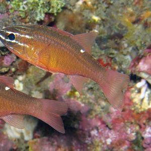 Ostorhinchus moluccensis Ostorhinchus moluccensis 摩鹿加天竺鲷 Indonesia 印度尼西亚 Bali 巴厘岛 Amed Bay 巴厘岛艾湄湾 @LazyDiving.com 潜水时光