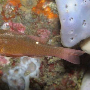 Ostorhinchus moluccensis Ostorhinchus moluccensis 摩鹿加天竺鲷 Indonesia 印度尼西亚 Bali 巴厘岛 Amed Bay 巴厘岛艾湄湾 @LazyDiving.com 潜水时光