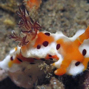 Plocamopherus margaretae 印度尼西亚 Indonesia , 巴厘岛 Bali , 艾湄湾 Amed Bay @LazyDiving.com 潜水时光