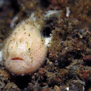 Antennarius striatus Antennarius striatus 印度尼西亚 Indonesia , 巴厘岛 Bali , 艾湄湾 Amed Bay @LazyDiving.com 潜水时光