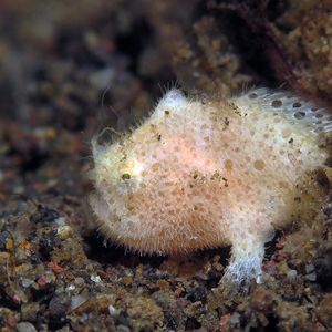 Antennarius striatus 印度尼西亚 Indonesia , 巴厘岛 Bali , 艾湄湾 Amed Bay @LazyDiving.com 潜水时光