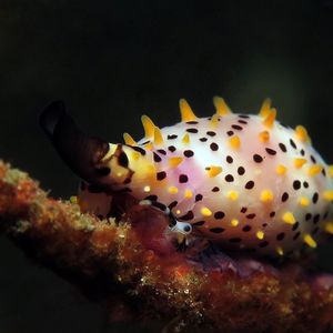 Phenacovolva barbieri Phenacovolva barbieri 巴比海兔螺 Indonesia 印度尼西亚 Bali 巴厘岛 Tulamben 图蓝本 @LazyDiving.com 潜水时光