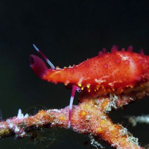 Phenacovolva rosea 印度尼西亚 Indonesia , 巴厘岛 Bali , 图蓝本 Tulamben @LazyDiving.com 潜水时光