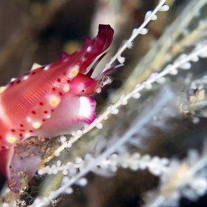 Phenacovolva rosea 印度尼西亚 Indonesia , 巴厘岛 Bali , 图��蓝本 Tulamben @LazyDiving.com 潜水时光