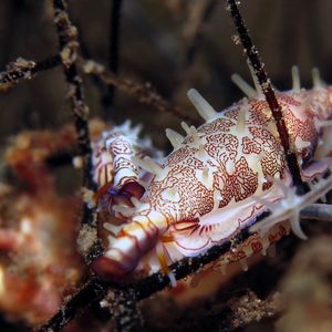 Phenacovolva pseudogracilis Phenacovolva pseudogracilis 丝状菱角螺 Indonesia 印度尼西亚 Bali 巴厘岛 Tulamben 图蓝本 @LazyDiving.com 潜水时光