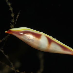 Phenacovolva pseudogracilis 印度尼西亚 Indonesia , 巴厘岛 Bali , 图蓝本 Tulamben @LazyDiving.com 潜水时光