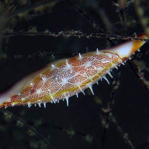 Phenacovolva pseudogracilis Phenacovolva pseudogracilis 丝状菱角螺 Indonesia 印度尼西亚 Bali 巴厘岛 Tulamben 图蓝本 @LazyDiving.com 潜水时光