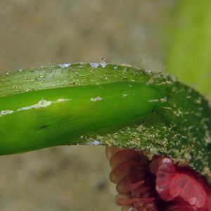 Petalifera punctulata 印度尼西亚 Indonesia , 安汶 Ambon @LazyDiving.com 潜水时光