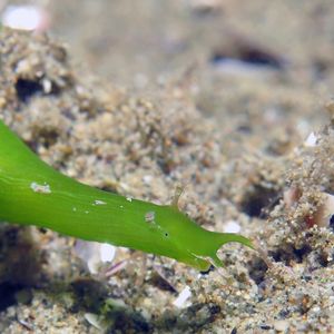 Petalifera punctulata 印度尼西亚 Indonesia , 安汶 Ambon @LazyDiving.com 潜水时光