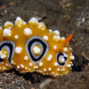 Phyllidia ocellata Phyllidia ocellata 媚眼叶海蛞蝓 Indonesia 印度尼西亚 Bali 巴厘岛 Amed Bay 巴厘岛艾湄湾 @LazyDiving.com 潜水时光