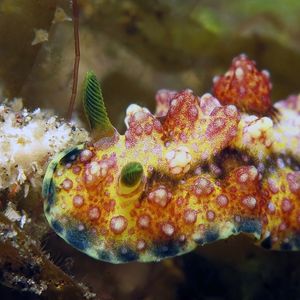 Phyllidiopsis cardinalis 印度尼西亚 Indonesia , 巴厘岛 Bali , 图蓝本 Tulamben @LazyDiving.com 潜水时光