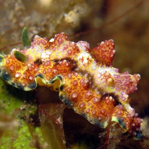 Phyllidiopsis cardinalis 印度尼西亚 Indonesia , 巴厘岛 Bali , 图蓝本 Tulamben @LazyDiving.com �潜水时光