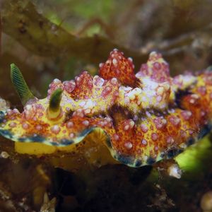 Phyllidiopsis cardinalis 印度尼西亚 Indonesia , 巴厘岛 Bali , 图蓝本 Tulamben @LazyDiving.com 潜水时光