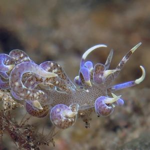 Phyllodesmium macphersonae 印度尼西亚 Indonesia , 巴厘岛 Bali , 图蓝本 Tulamben @LazyDiving.com 潜水时光