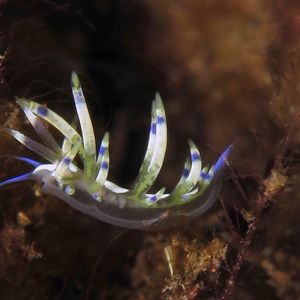 Phyllodesmium 印度尼西亚 Indonesia , 巴厘岛 Bali , 图蓝本 Tulamben @LazyDiving.com 潜水时光