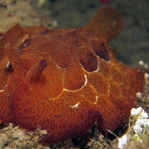 Pleurobranchus forskalii 印度尼西亚 Indonesia , 安汶 Ambon @LazyDiving.com 潜水时光