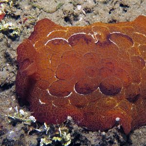 Pleurobranchus forskalii Pleurobranchus forskalii 福斯卡側鰓海蛞蝓 Indonesia 印度尼西亚 Ambon 安汶 @LazyDiving.com 潜水时光