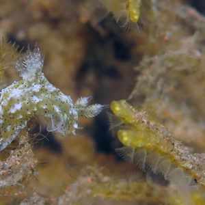 Polycera fujitai Polycera fujitai 印度尼西亚 Indonesia , 巴厘岛 Bali , 图蓝本 Tulamben @LazyDiving.com 潜水时光