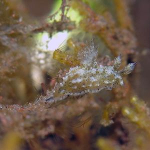 Polycera fujitai Polycera fujitai 印度尼西亚 Indonesia , 巴厘岛 Bali , 图蓝本 Tulamben @LazyDiving.com 潜水时光