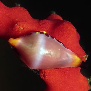 Primovula rosewateri 印度尼西亚 Indonesia , 巴厘岛 Bali , 图蓝本 Tulamben @LazyDiving.com 潜��水时光