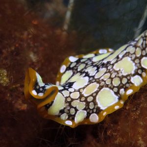 Pseudoceros scintillatus Pseudoceros scintillatus 印度尼西亚 Indonesia , 巴厘岛 Bali , 图蓝本 Tulamben @LazyDiving.com 潜水时光