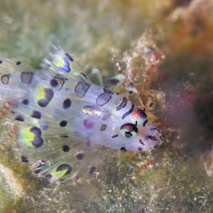 Pterois antennata 印度尼西亚 Indonesia , 巴��厘岛 Bali , 艾湄湾 Amed Bay @LazyDiving.com 潜水时光