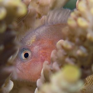 Caracanthus unipinna 印度尼西亚 Indonesia , 安汶 Ambon @LazyDiving.com 潜水时光