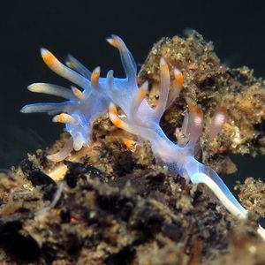 Samla bicolor 印度尼西亚 Indonesia , 巴厘岛 Bali , 艾湄湾 Amed Bay @LazyDiving.com 潜水时光