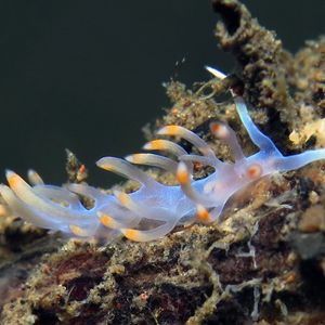 Samla bicolor 印度尼西亚 Indonesia , 巴厘岛 Bali , 艾湄湾 Amed Bay @LazyDiving.com 潜水时光