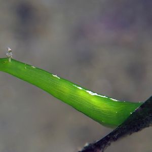 Petalifera punctulata 印�度尼西亚 Indonesia , 安汶 Ambon @LazyDiving.com 潜水时光