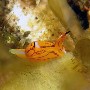 Siphopteron tigrinum Siphopteron tigrinum 虎纹腹翼海蛞蝓 Indonesia 印度尼西亚 Bali 巴厘岛 Tulamben 图蓝本 @LazyDiving.com 潜水时光