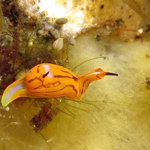 Siphopteron tigrinum Siphopteron tigrinum 虎纹腹翼海蛞蝓 Indonesia 印度尼西亚 Bali 巴厘岛 Tulamben 图蓝本 @LazyDiving.com 潜水时光