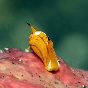 Siphopteron tigrinum Siphopteron tigrinum 虎纹腹翼海蛞蝓 Indonesia 印度尼西亚 Bali 巴厘岛 Tulamben 图蓝本 @LazyDiving.com 潜水时光