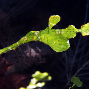 Tulamben  Solenostomus halimeda