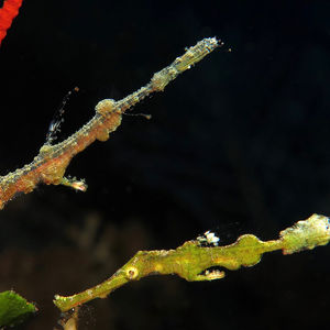 Solenostomus halimeda 印度尼西亚 Indonesia , 巴厘岛 Bali , 图蓝本 Tulamben @LazyDiving.com 潜水时光