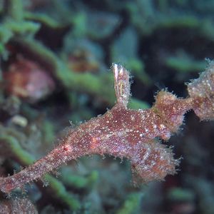 Solenostomus paegnius 印度尼西亚 Indonesia , 巴厘岛 Bali , 图蓝本 Tulamben @LazyDiving.com 潜水时光