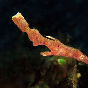 Solenostomus 印度尼西亚 Indonesia , 巴厘岛 Bali , ��图蓝本 Tulamben @LazyDiving.com 潜水时光