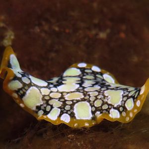 Pseudoceros scintillatus 印度尼西亚 Indonesia , 巴厘岛 Bali , 图蓝本 Tulamben @LazyDiving.com 潜水时光