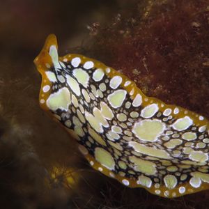 Pseudoceros scintillatus Pseudoceros scintillatus 艳彩伪角扁虫 Indonesia 印度尼西亚 Bali 巴厘岛 Tulamben 图蓝本 @LazyDiving.com 潜水时光