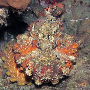 Synanceia horrida Synanceia horrida 玫瑰毒鮋 Indonesia 印度尼西亚 Ambon 安汶 @LazyDiving.com 潜水时光